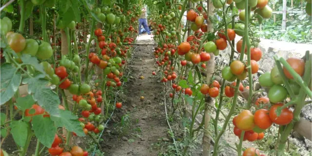 मौसमी बाली गोलभेडा