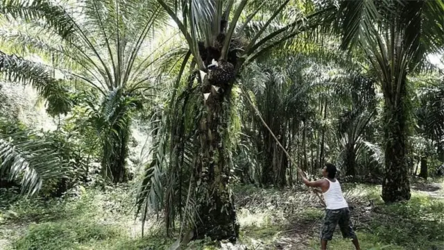 একটি পাম অয়েল প্ল্যানটেশনে কাজ করছেন একজন শ্রমিক। (ফাইল ফটো)