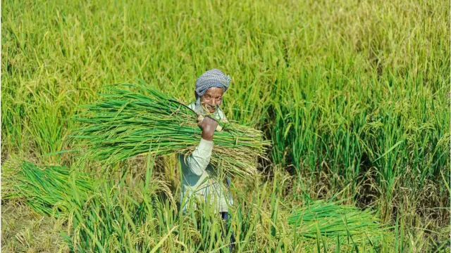 ধান খেতে কৃষক