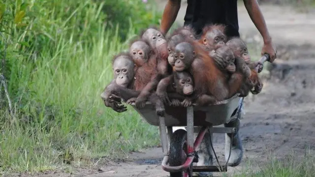 Young orangutans ready to be released into the wild