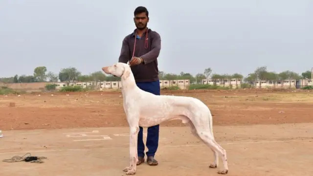 முதோல் நாய்