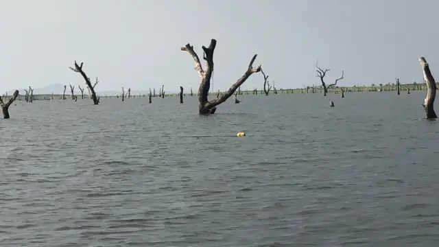 El lago Volta abarca 8.502 kilómetros cuadrados y contiene vastas extensiones de maderas duras africanas preservadas.
