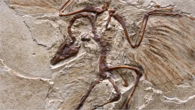 Düzgün mühiti seçməklə siz də arxeopteriks kimi 150 milyon il qoruna bilərsiniz