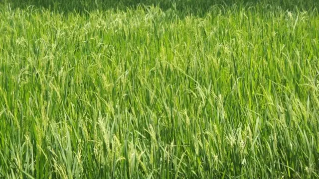 காவிரி நீர் பிரச்சனை: டெல்டா பகுதியில் வேறு பயிர்களைப் பயிரிட முடியுமா?