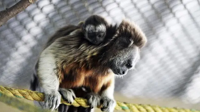 मर्मोसेट