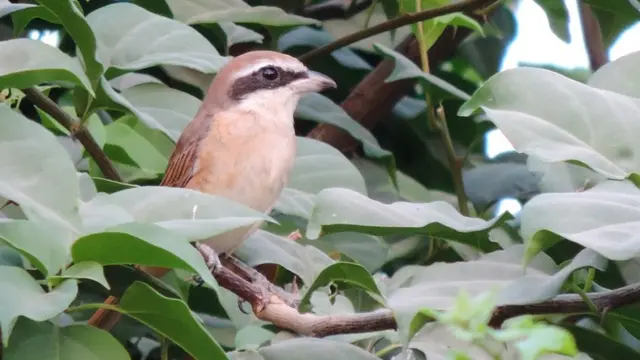 کتھئی لٹورا