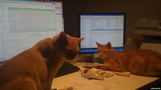 Gatos alrededor de la computadora en la casa de Matt Barrie