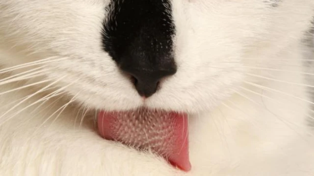 ลิ้นเหมียว