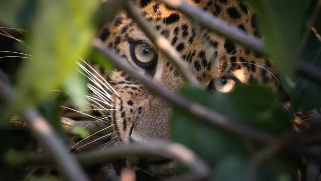 চিতাবাঘ