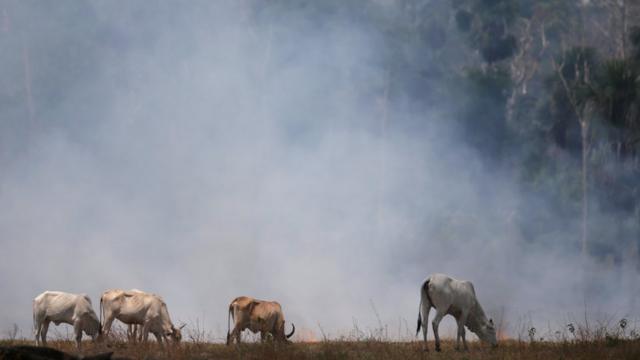 Gado pastando em um campo atingido por um incêndio que queimou uma área da floresta amazônica derrubada por fazendeiros, em Rio Pardo, Rondônia