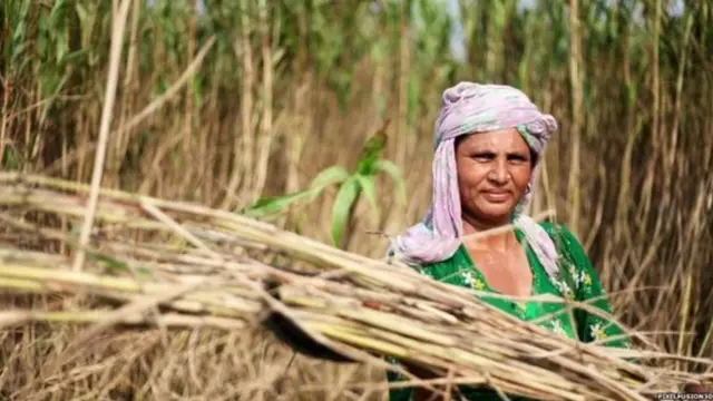 शेती, ऊस, ग्रामीण, महाराष्ट्र