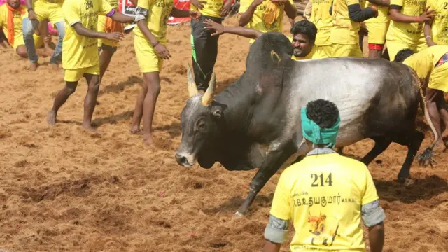 ஜல்லிக்கட்டு