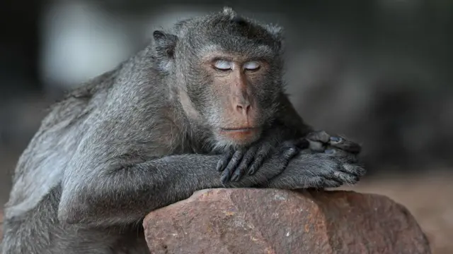 monyet ekor panjang tidur