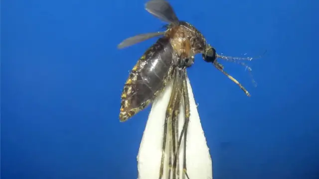 Cx.sp near infula mosquito
