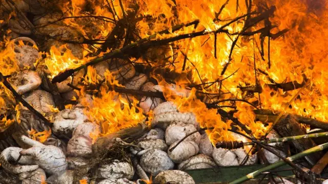 ซากตัวนิ่มถูกเผาทำลาย