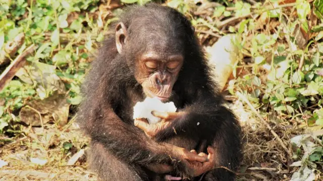 النظام الغذائي يساهم في كبر حجم أدمغتنا