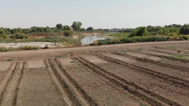 دوس روس آماده کشت می شود