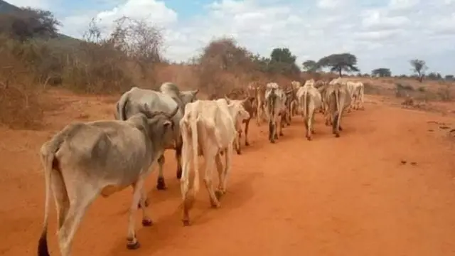 Loon Booranaa sababa hongeen cooligan