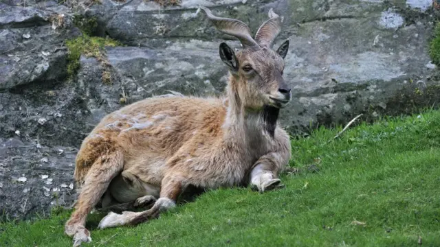 مارخور، آئی بیکس، اڑیال، بلیو شیپ، چترال، ٹرافی ہنٹنگ، گلگت بلتستان، پاکستان