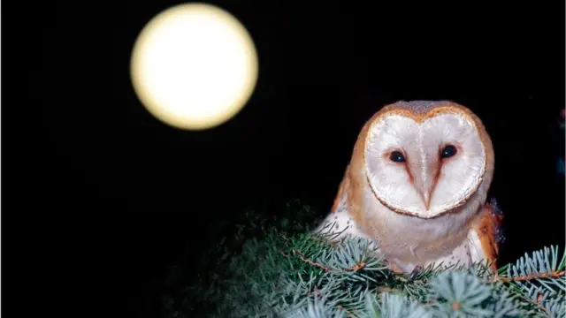 గుడ్లగూబ