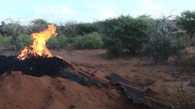 Dhirta dhuxusha laga dhigo ee la jaro ayaa xaaluf u keenta bii'ada