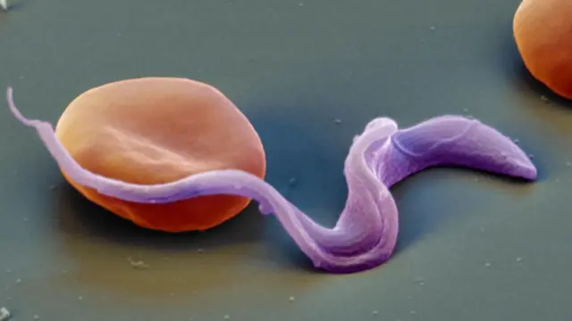 Trypanosoma brucei entre glóbulos vermelhos