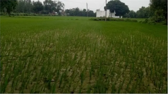 زمین پر حال ہی میں دھان کی فصل لگائی گئی ہے