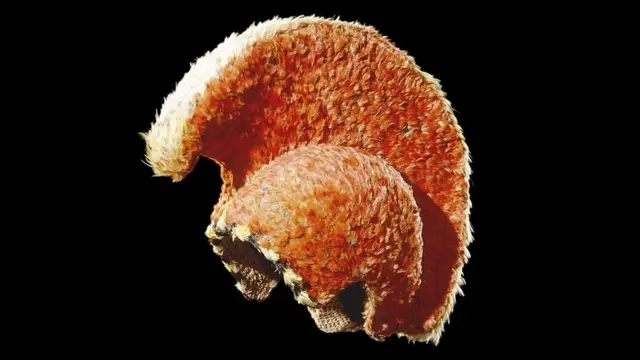 Casco de plumas hawaianas