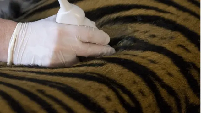 Ультразвук для тигра