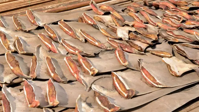 ภาพตากครีบฉลาม