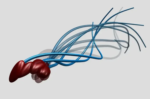 ภาพจำลองการเคลื่อนที่ของสเปิร์มตัวหนึ่ง ซึ่งตวัดหางพร้อมกับหมุนตัวไปในทุกระนาบของ 3 มิติ