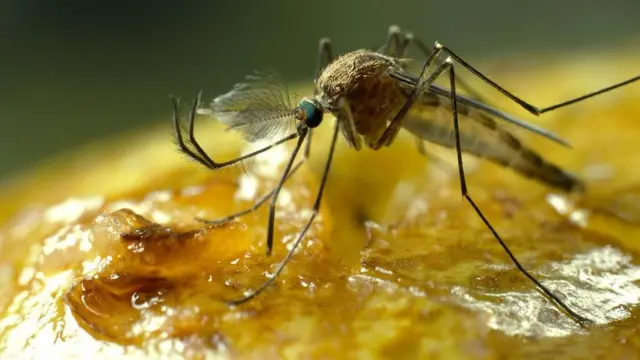 Вусики-антени комарів