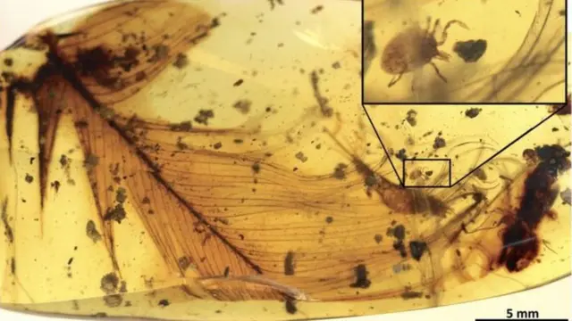 ซากฟอสซิลของเห็บติดอยู่กับขนไดโนเสาร์ ซึ่งถูกอำพันเคลือบรักษาไว้นานเกือบร้อยล้านปี