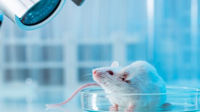 Ratoesporte da sorte jogo das minaslaboratório