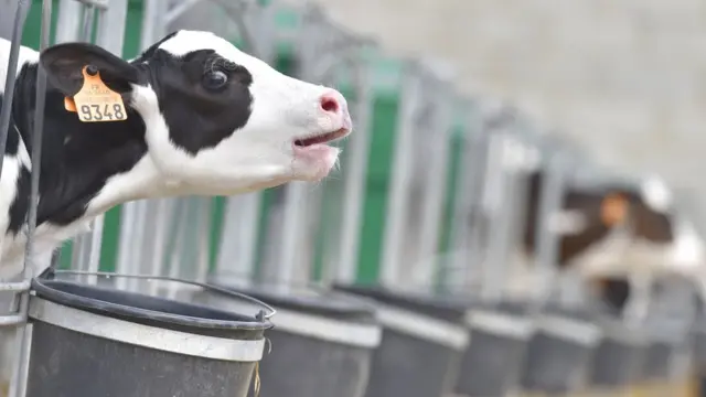 गोहत्या