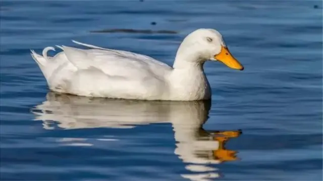 Shimbiraha qaar marka ay hirdaan waxaa u furan hal il