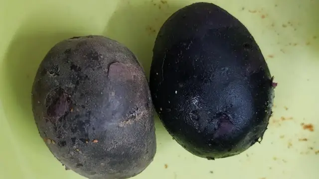 কালো আলু