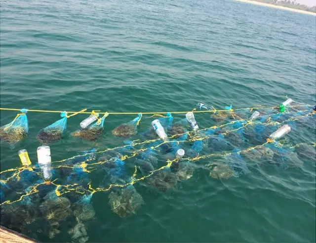 అలలపై తేలుతున్న సీవీడ్ సంచులు