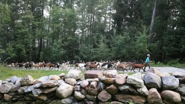 Les techniques apprises par Gudeta auprès de sa grand-mère en Éthiopie l'ont aidée à élever cette chèvre italienne en voie de disparition.
