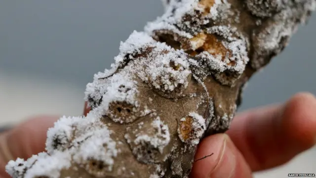 श्रीनगर