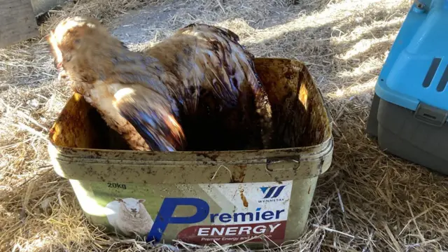 Barn owl trapped in molasses rescued on Devon farm - BBC News