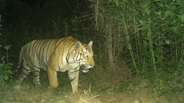 రాయల్ బెంగాల్ టైగర్