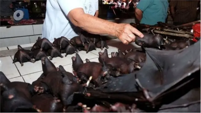 कोरोना वायरस