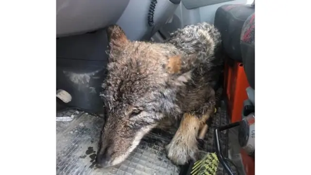 Xayawaankan ayaa la sheegay in dhiiggiisa uu aad u hooseeyay