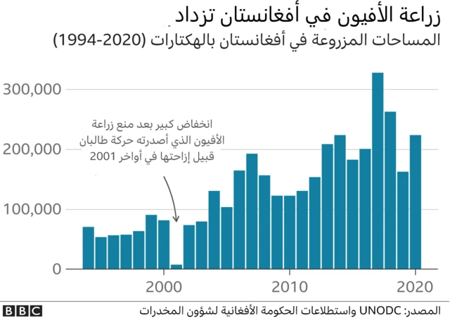 زراعة الأفيون في أفغانستان في تزايد