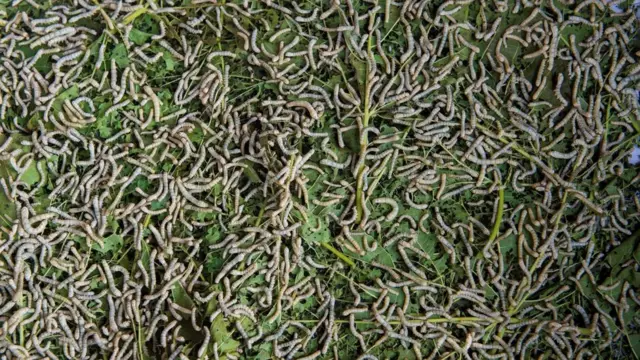 과학자들은 거미를 활용해 금속 비단 또는 강도가 아주 높은 비단을 만들 수 있는 차세대 누에를 개발중이다