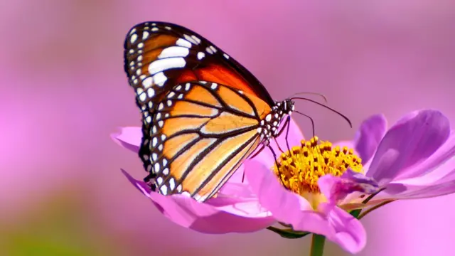 Borboleta