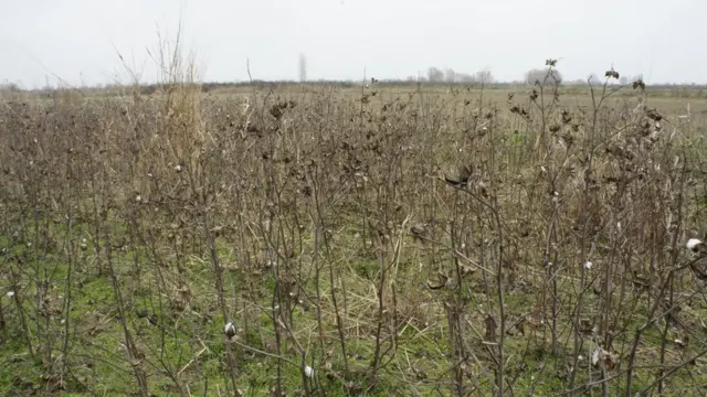 Неубранное поле хлопка