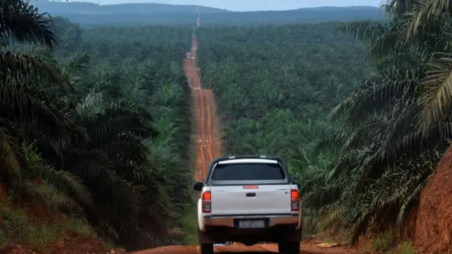 طريق للسيارات في وسط الغابة