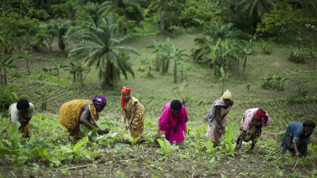Un groupe de femmes travaillant une parcelle de terre dans les collines entourant les montagnes de Rwenzori près de Bundibugyo, 2009